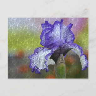 Pretty Purple Iris Postcard