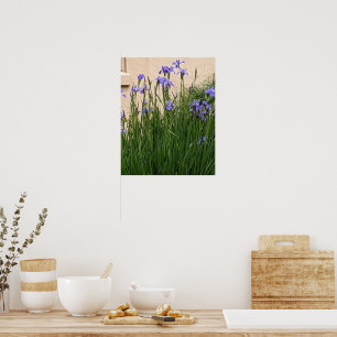 Pretty Purple Irises Floral Poster