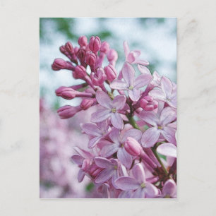 Pretty Purple Lilacs Postcard