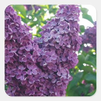 Pretty Purple Lilacs Square Sticker