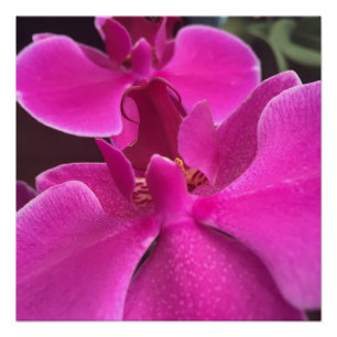 pretty purple orchid photo poster