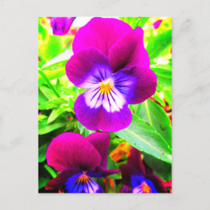 Pretty Purple Pansies Violets Garden Flowers Postcard