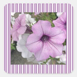Pretty Purple Petunia Photo Striped Sticker