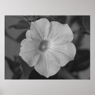 Pretty Purple Petunia Poster