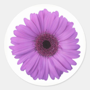 Pretty Purple Photographic Gerbera Daisy Flower Classic Round Sticker