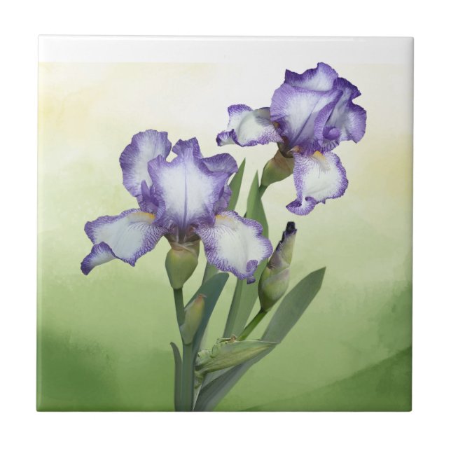 Pretty Purple White Iris Garden Flower  Art Ceramic Tile (Front)