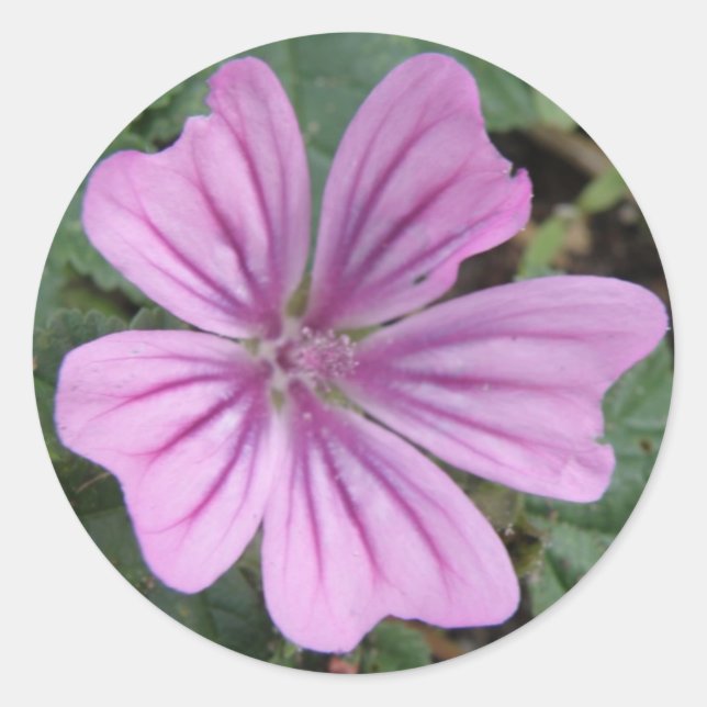 Pretty Purple Wildflower Sticker (Front)