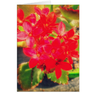 Pretty Red Blooming Flowers