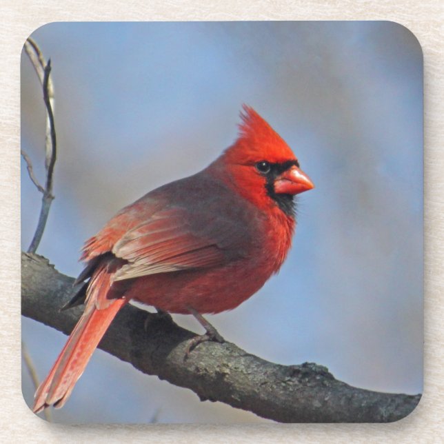Pretty Red Cardinal Photo Coaster (Front)