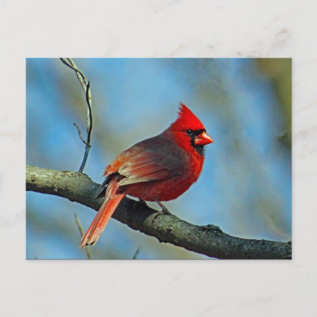 Pretty Red Cardinal Photo Postcard (Front)
