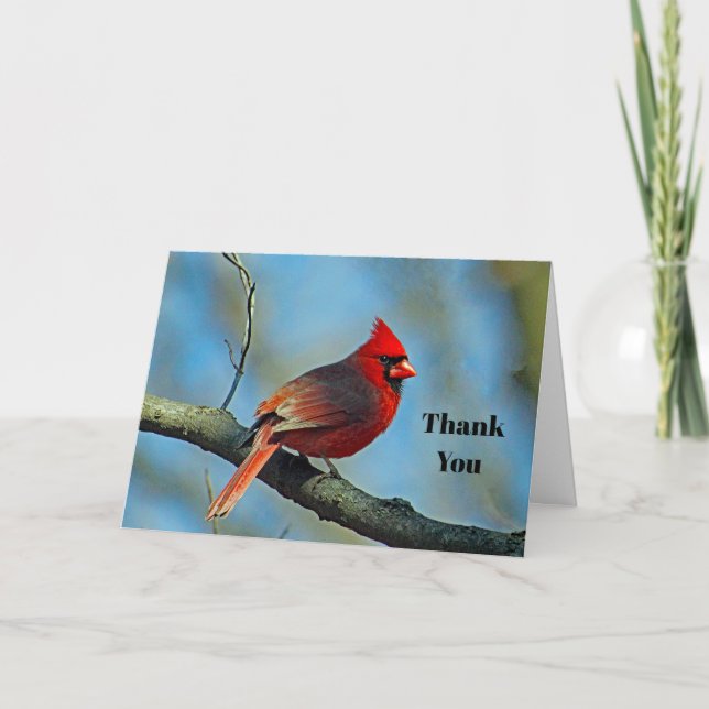 Pretty Red Cardinal  Thank You Card (Front)