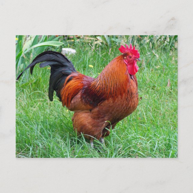 Pretty Red Chicken Profile Photo Postcard (Front)