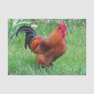 Pretty Red Chicken Profile Photo Tissue Paper