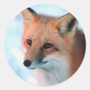 Pretty Red Fox Classic Round Sticker