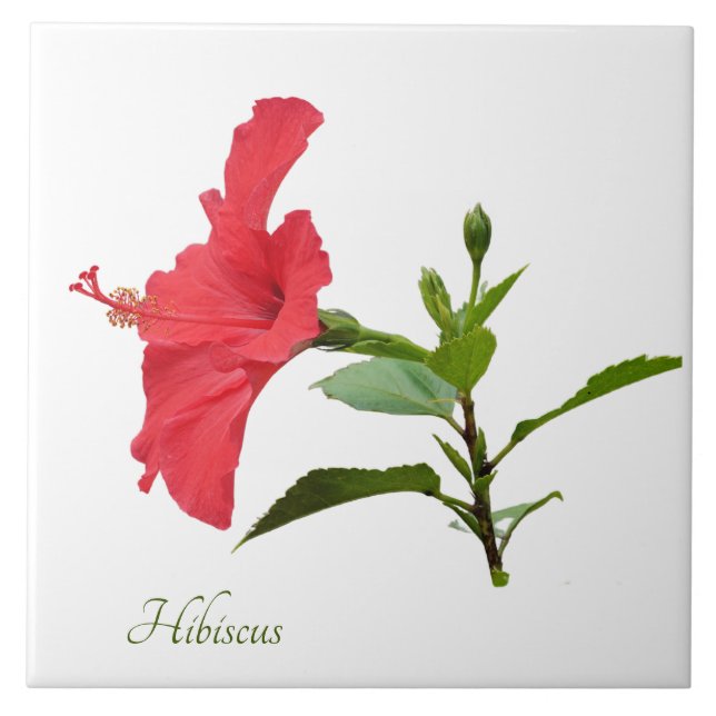 Pretty red hibiscus on white ceramic tile (Front)