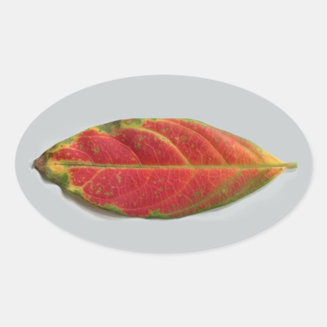 Pretty Red Leaf oval sticker, sealer, label (Front)
