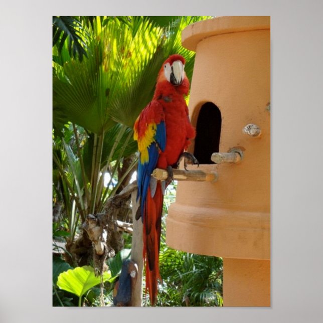Pretty Red Parrot Poster (Front)