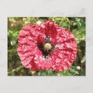 Pretty Red Poppy Flower Macro Postcard