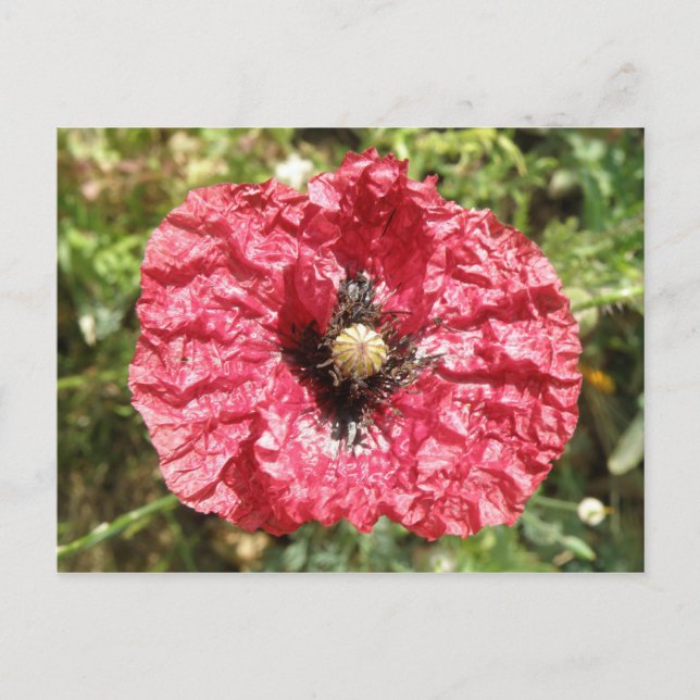 Pretty Red Poppy Flower Macro Postcard (Front)