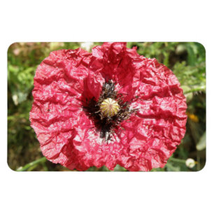 Pretty Red Poppy Flower Macro Premium Magnet