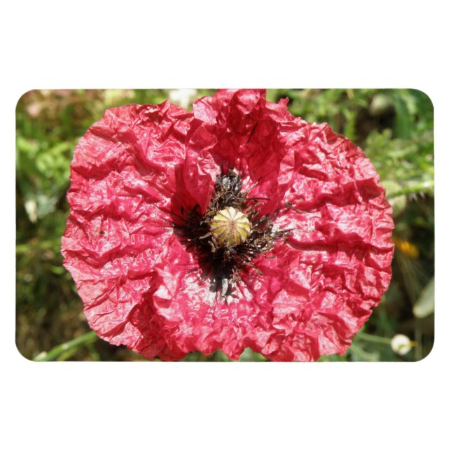 Pretty Red Poppy Flower Macro Premium Magnet (Horizontal)