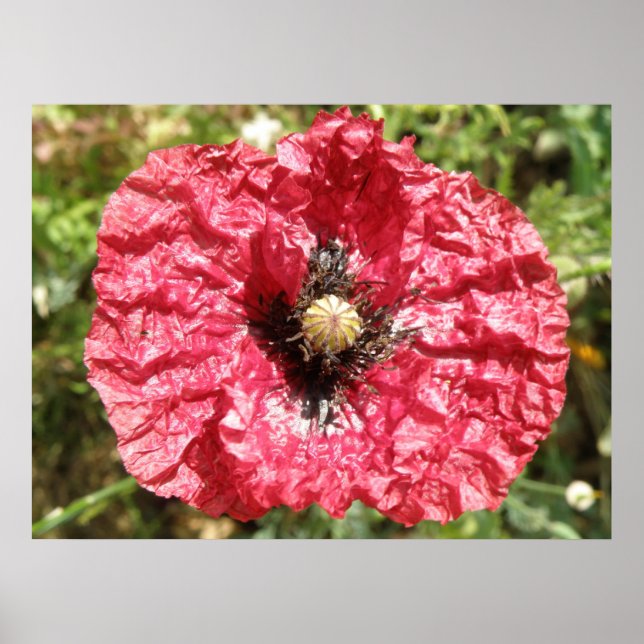 Pretty Red Poppy Flower Macro Print (Front)