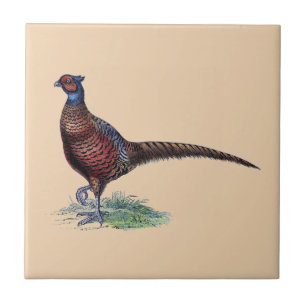 Pretty Ring Neck Pheasant Tan Ceramic Tile
