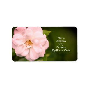 Pretty rose in white label
