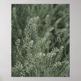 Pretty Sage Green Plant Life Into the Wild Photo Poster