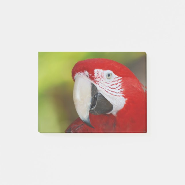 Pretty Scarlet Macaw Post-it Notes (Front)