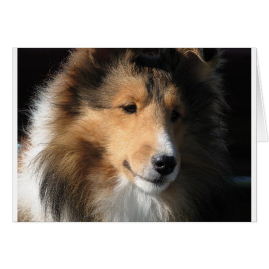 Pretty sheltie face card