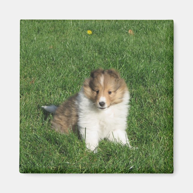 Pretty sheltie puppy sitting in grass magnet (Front)