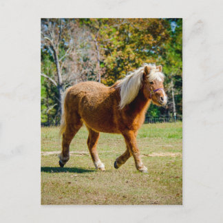 Pretty Shetland Pony Postcard