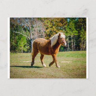 Pretty Shetland Pony Postcard