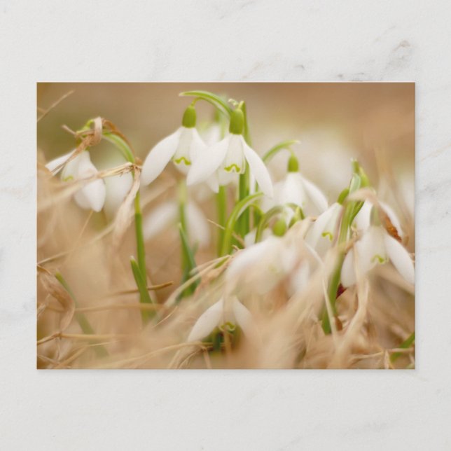 Pretty Snowdrops Postcard (Front)