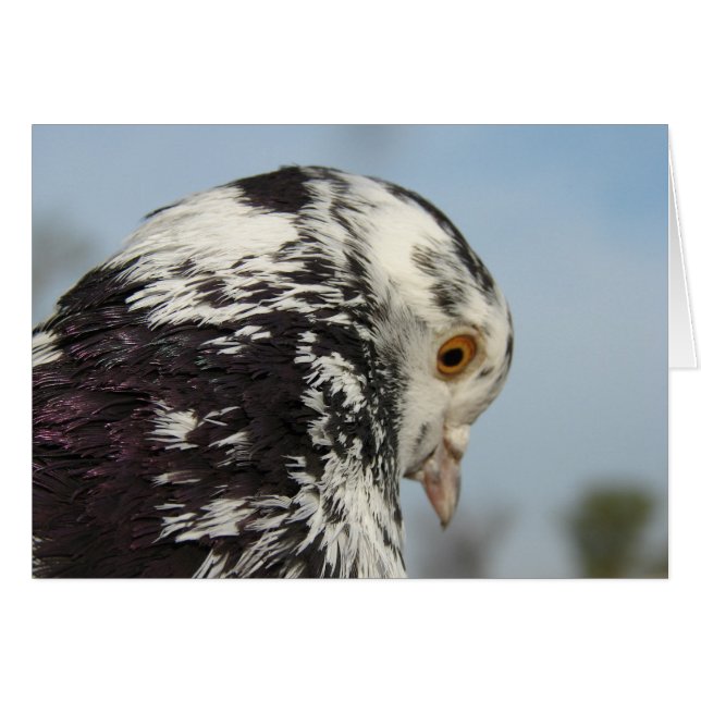 Pretty Speckled Pigeon (Front Horizontal)