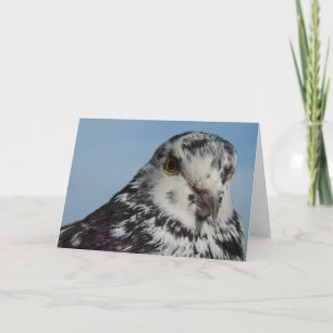 Pretty Spotted Pigeon Card