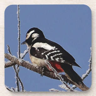 Pretty spotted woodpecker coaster