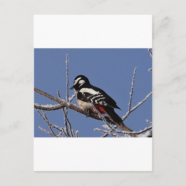 Pretty spotted woodpecker postcard (Front)