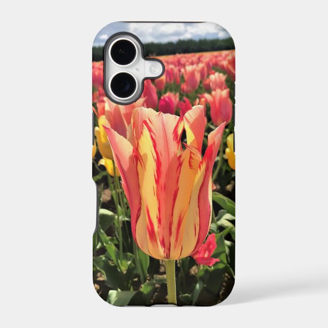 Pretty Spring Tulip, Oregon (Back)