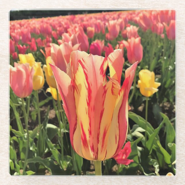 Pretty Spring Tulip, Oregon Glass Coaster (Front)