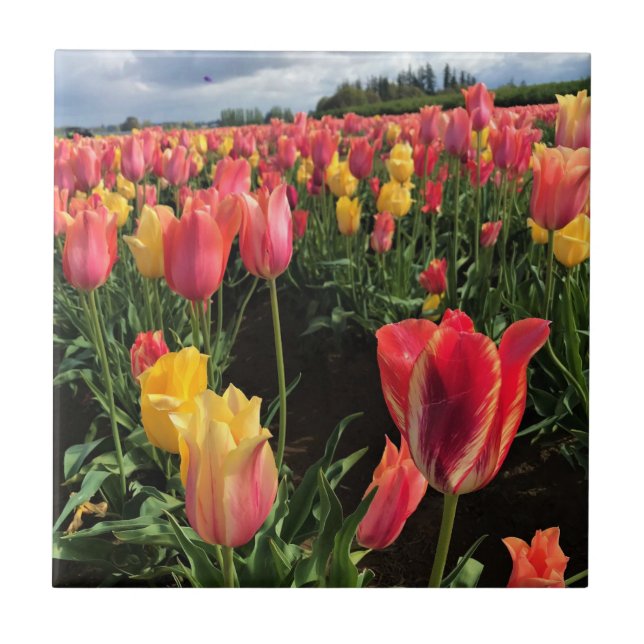 Pretty Spring Tulips in a Field, Oregon Ceramic Tile (Front)
