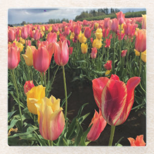 Pretty Spring Tulips in a Field, Oregon Glass Coaster