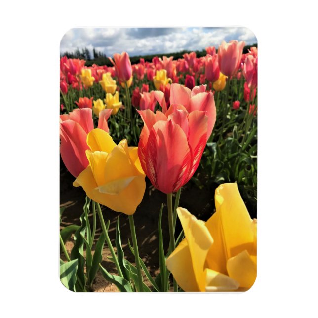 Pretty Spring Tulips in a Field, Oregon Magnet (Vertical)