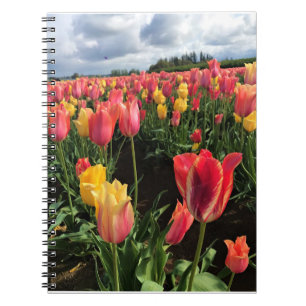 Pretty Spring Tulips in a Field, Oregon Notebook
