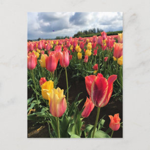 Pretty Spring Tulips in a Field, Oregon Postcard