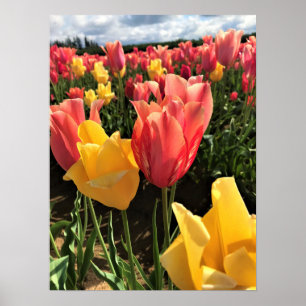Pretty Spring Tulips in a Field, Oregon Poster