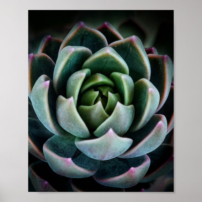 Pretty Succulent Plant Nature Photography Photo Poster (Front)