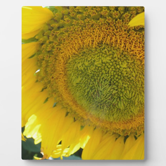 Pretty sunflower plaque (Front)