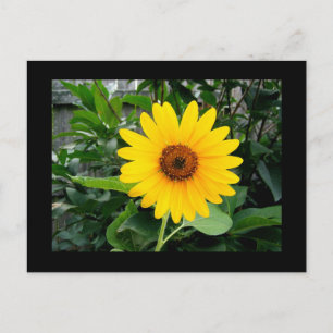 Pretty Sunflower Postcard